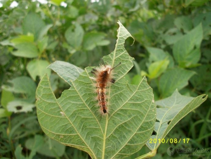 Prevention and control the soybean moth.