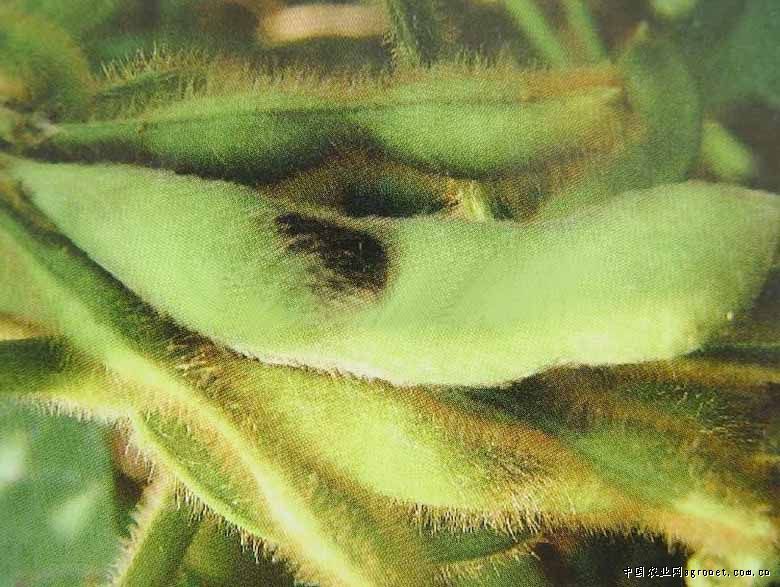 Prevention and control the soybean pod borer