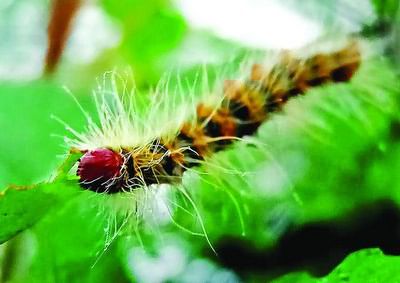 Prevention and control the Pine caterpillar
