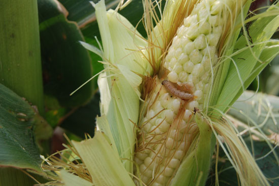 Prevention and control the Corn borer