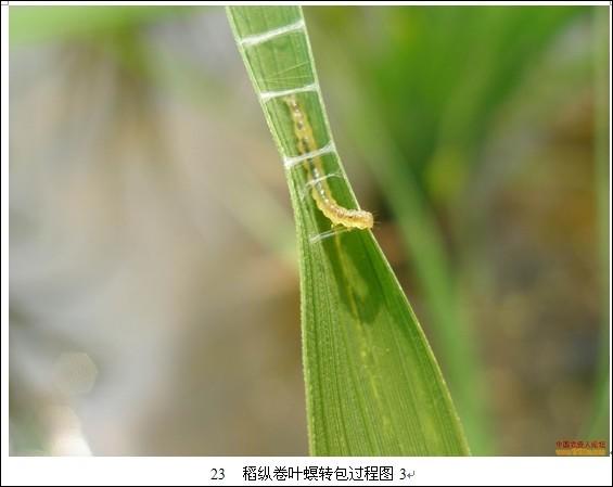 Prevention and control the  Rice leaf roller
