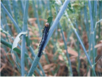 Prevention and control the Wheat armyworm