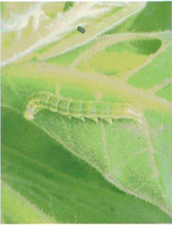 Prevention and control the oriental tobacco budworm