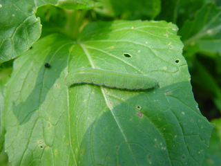 Prevention and control the  cabbage caterpillar